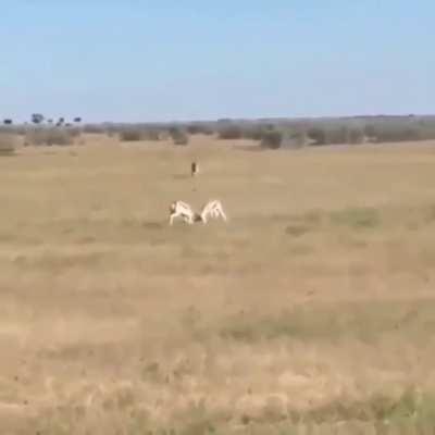 WCGW fighting without giving any attention to the surroundings [REPOST]