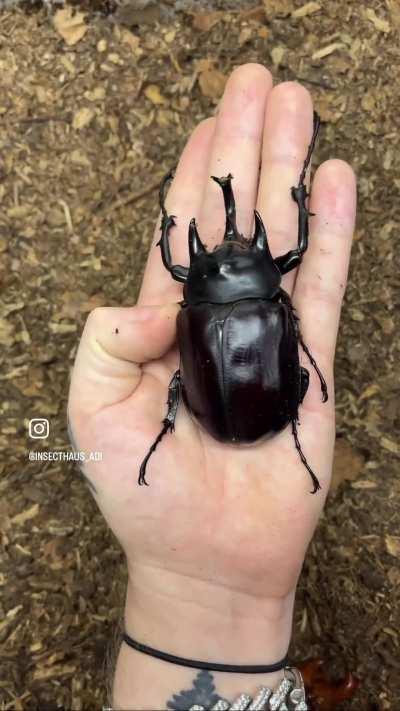 Insect Evolution in the palm of his hands. 