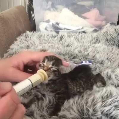 Syringe-feeding and toothbrush-stroking this baby kitten.