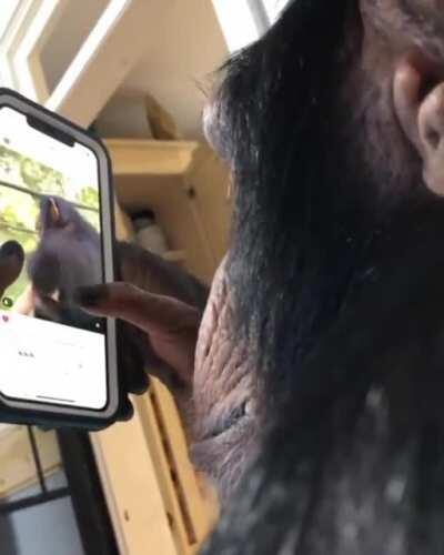 Chimpanzee casually browsing Instagram