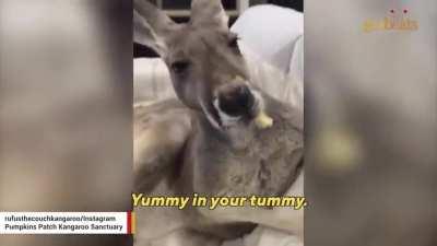 Rescued kangaroo has the run of the house