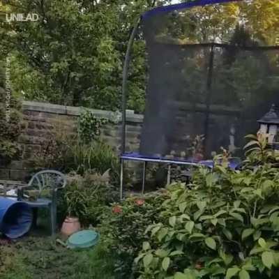 Dog really loves his new trampoline