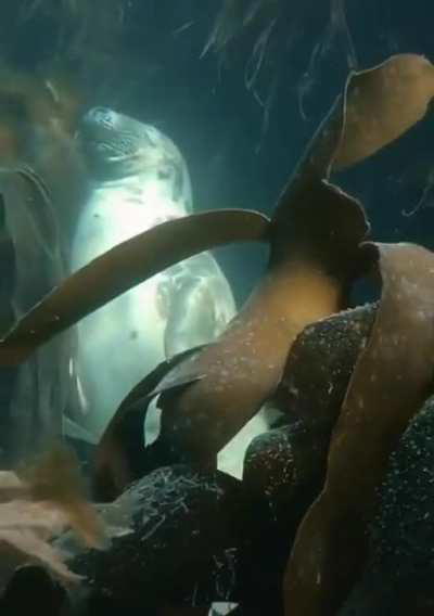 🔥 Seals sleeping underwater 🔥