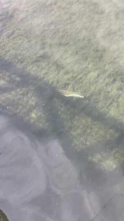 Rainbow Trout attacks and plays with bull snake.