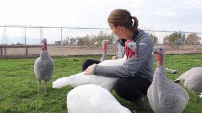 Petting and hugging turkeys