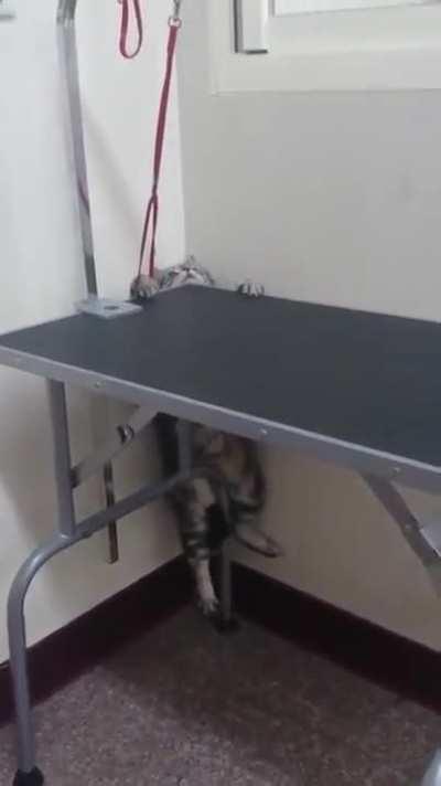 A cat being an escape artist