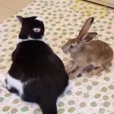 Bunny gives the Cat a hyper massage