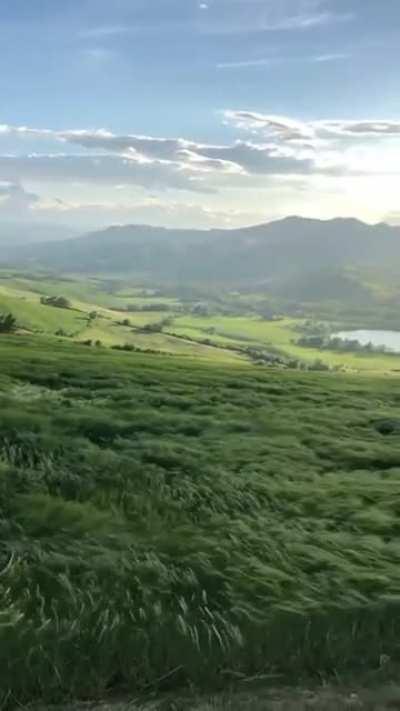 Grass waves due to wind.