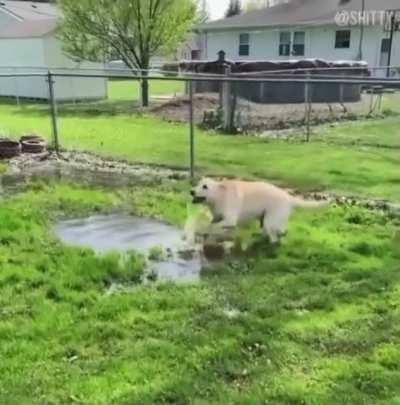 Blind dog discovers a puddle