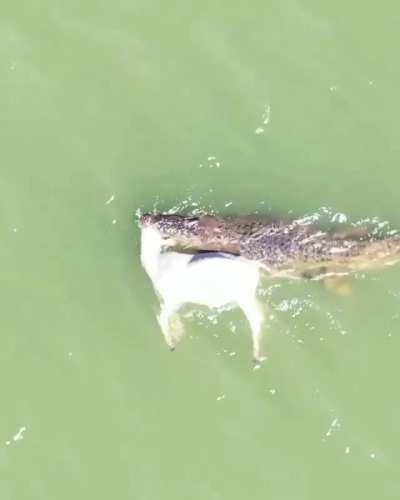 Crocodile cruises casually with it's next meal, a big juicy steak