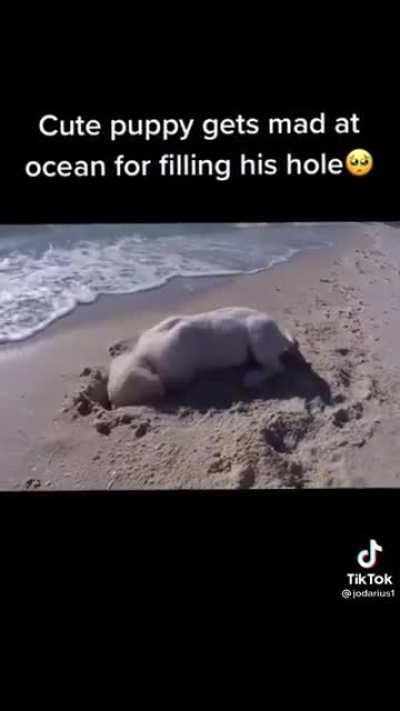 Precious little Pupper gets angry at ocean for filling his hole 🥺