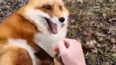 The laugh of a Fox.