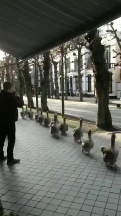 Geese Parade