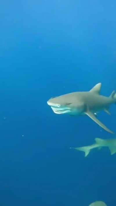 Snooty - a lemon shark who likes nose rubs