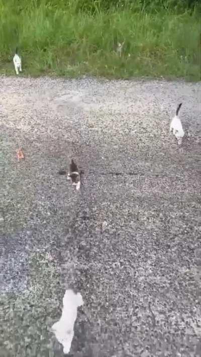 Guy saving a kitten gets ambushed by a group of them