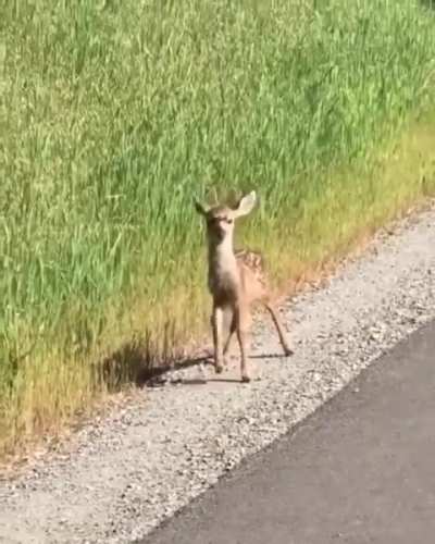 🔥 Curious baby deer 