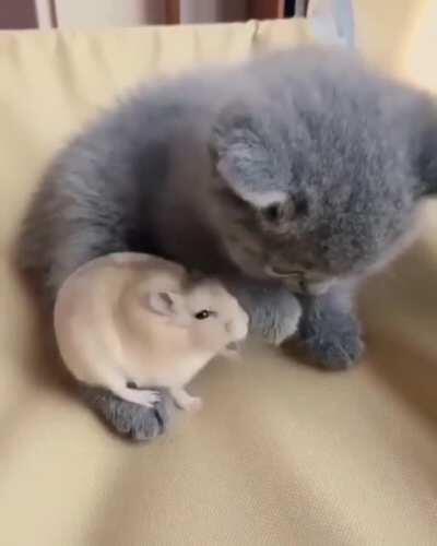 Let me love you little cat!