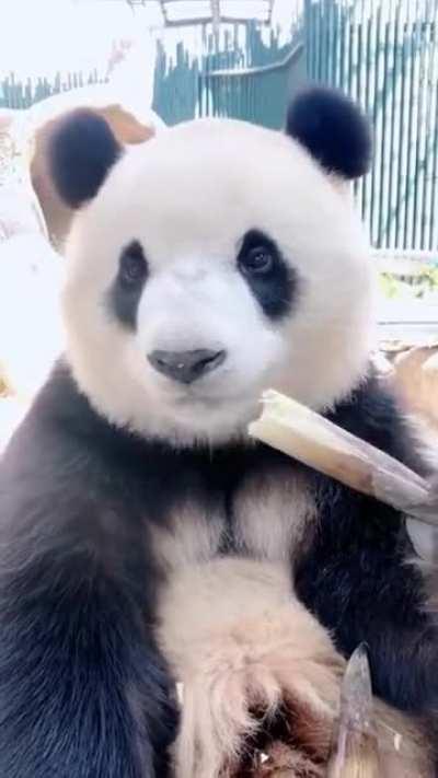 Panda eating bamboo