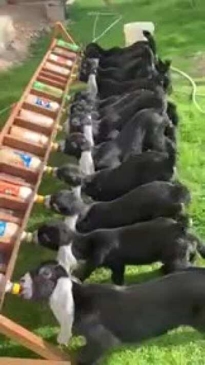 Milk time on backyard awesome!