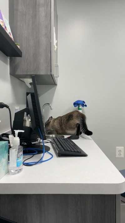 Yelling at the vet