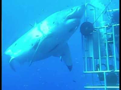 Meet 'Deep Blue': Possibly the largest great white shark ever filmed.