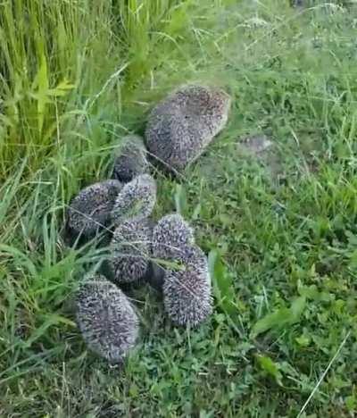 Mama hedgehog looking back to make sure all her hoglets are keeping up