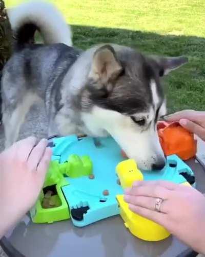 Hungry Hungry Husky