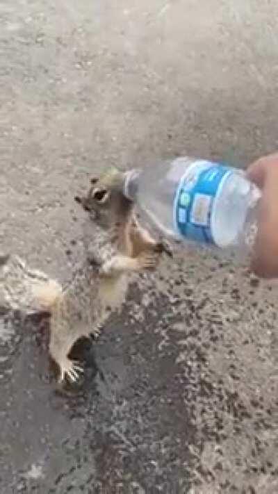 Squirrel requesting drinking water from human