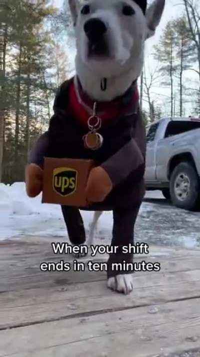 Imagine your parcel delivered by this doggo