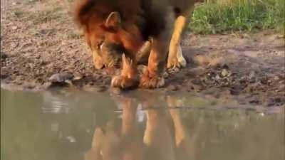 Turtle teasing a lion