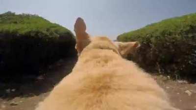 Seeing a dogs view as he runs to dive in the ocean.