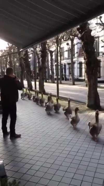 The fanfare teached these geese to march with them