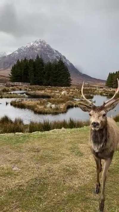 Just a deer and a perfect landscape