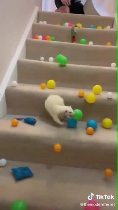 Deaf ferret get surprised easily