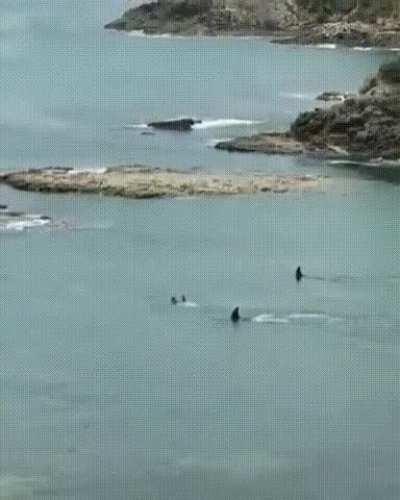 Orcas swimming past children.