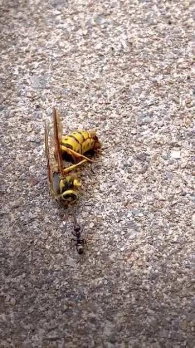 The strength of this ant dragging a wasp back to the nest.