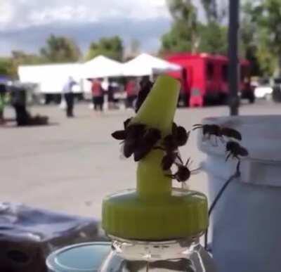 Bees teaming up to remove the cap from a honey bottle