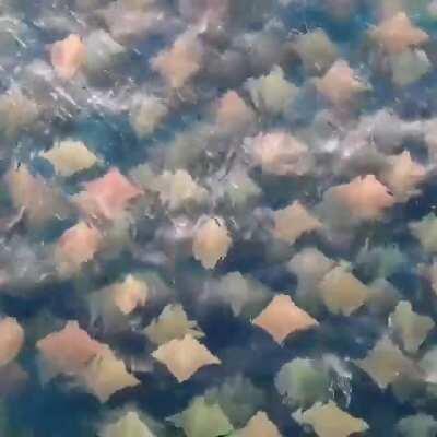 Drone footage captures Rays swimming in Australia