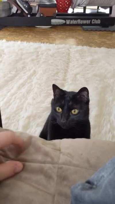 scary cat attacks hand (very scary)