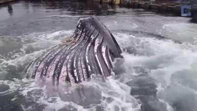 The water at this harbor is so deep that even a humpback whale can breach out of it without being noticed beforehand.