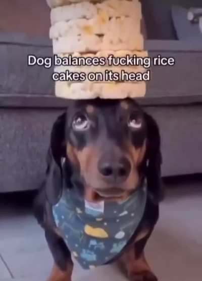 what dog do 