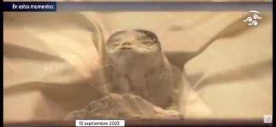 Scientists unveiling two alleged alien corpses took place in Mexico, which are retrieved from Cusco, Peru.