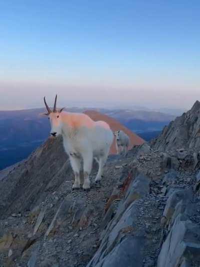 Approached by a mountain goat at the summit of Bridger Range