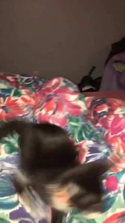 HMC while I play in the blankets