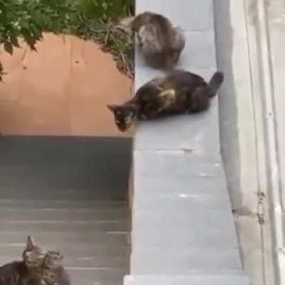 Just some cats making sure they don't leave the kitten