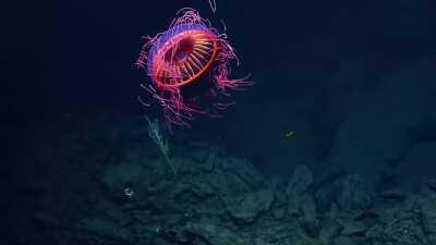 Halitrephes jellyfish