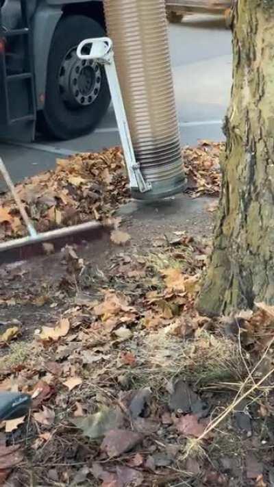 My local council collecting the autumn leafs