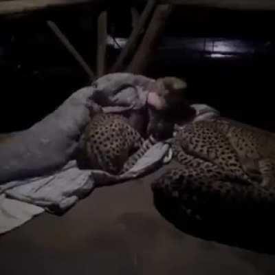 An experiment at a wildlife sanctuary in South Africa, volunteer Dolph Volker with 3 female cheetahs