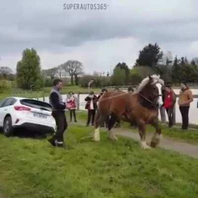 The muscles on this horse, pulling a car.