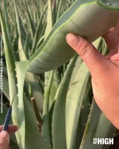 This aloe vera leaf